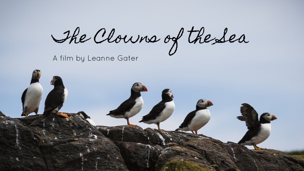 The Clowns of the Sea